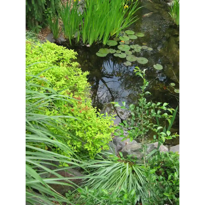 EasyPro EPK810 Pond Kit 900 Gallon For 8' x 10' Pond