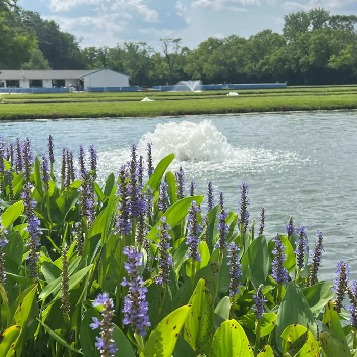 kasco_surface_aerator_in_pond_with_purple_wetland_flowers_and_natural_landscape