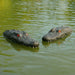 Two floating alligator head decoy markers used with the Outdoor Water Solutions Steel Windmill Aerator 4 Leg Tower